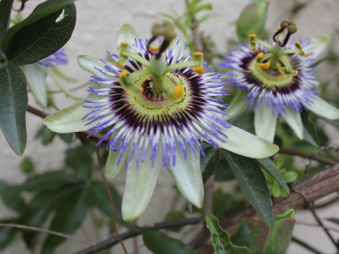 26.	Flor do Maracujá (Passiflora)
Data da fotografia: 08/05/2018
Utilidade/ função na horta: Propriedades calmantes. Contribuição para a horta florida vertical, através do seu desenvolvimento de planta trepadeira.